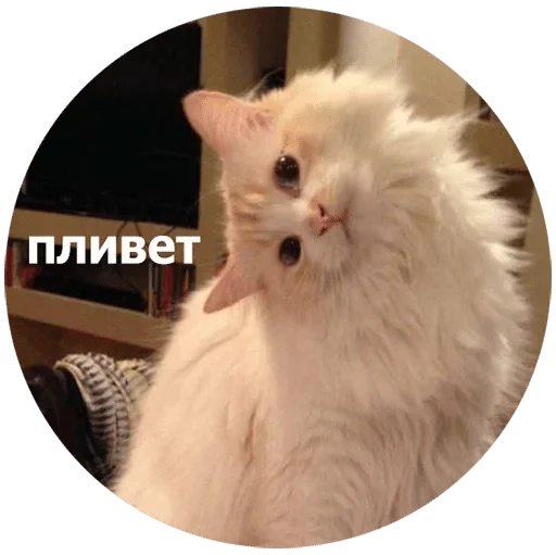 animal domestic cat mammal