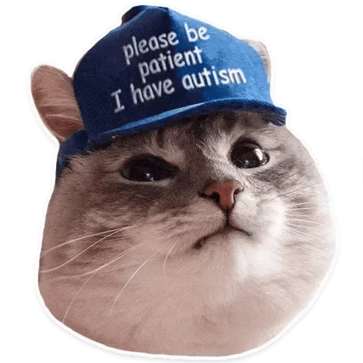 small to medium-sized cats felidae whiskers