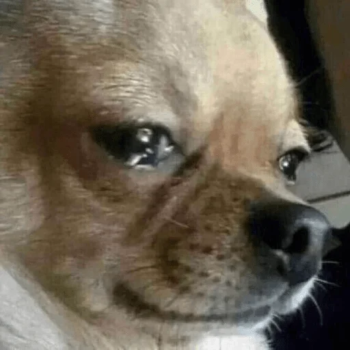 Стикер Жопа жабы — @stckrRobot - 0