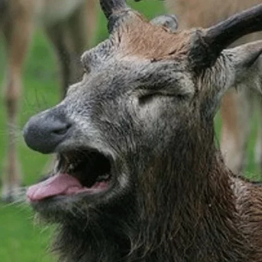 animal mammal terrestrial animal