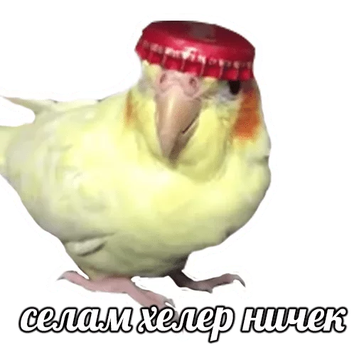 попугай СМС животное