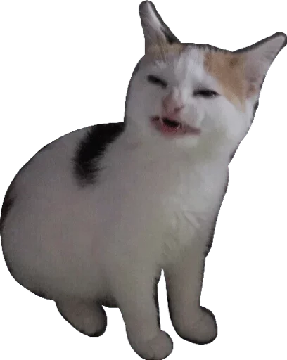 животное млекопитающее кошка