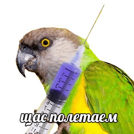 птица животное попугай