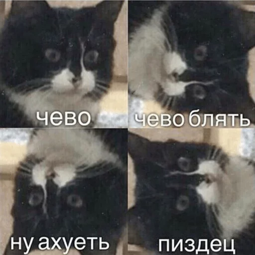 млекопитающее животное кошка