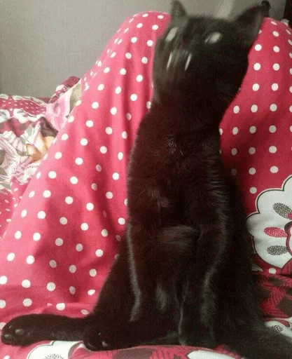 животное комнатный кошачьи