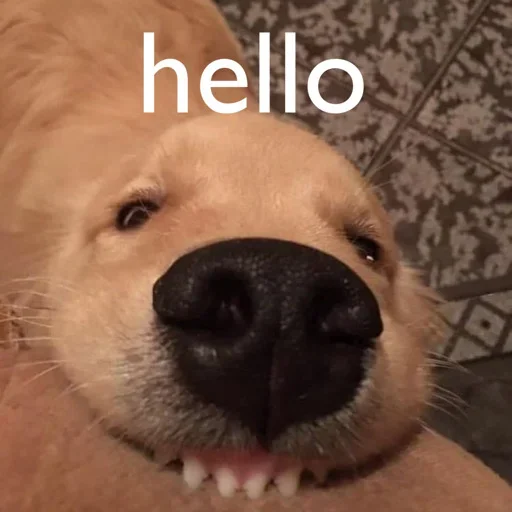 млекопитающее животное собака