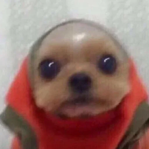 щенок животное домашнее животное