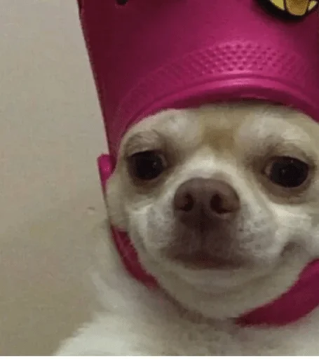 ношение домашнее животное шляпа