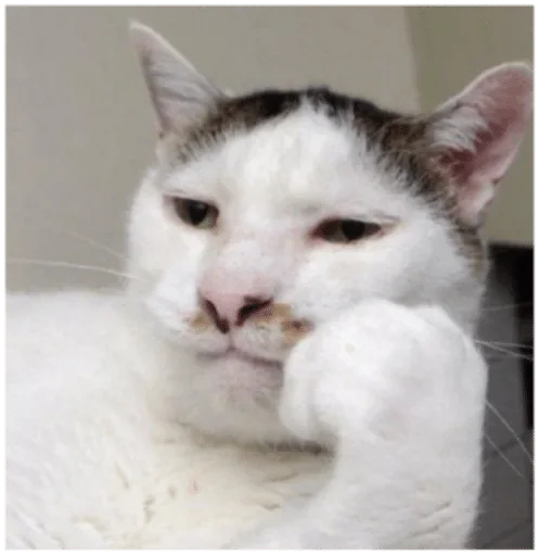 млекопитающее животное кошка