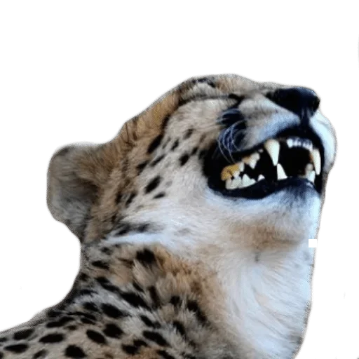 animal mammal big cat