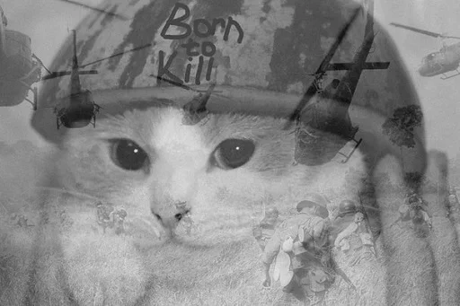 кошка животное домашняя кошка