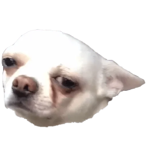 Стикер Sukarab — @stckrRobot - 6