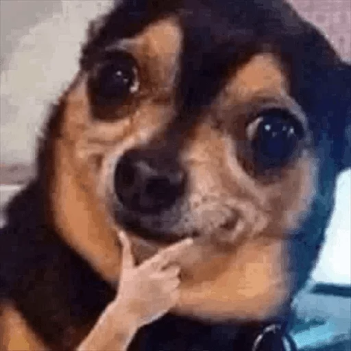 животное млекопитающее порода собак