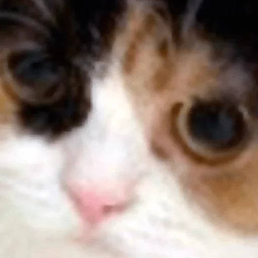 млекопитающее животное кошка