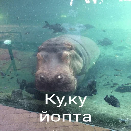 Стикер Pizdos      By: @Ethermaty — @stckrRobot - 8