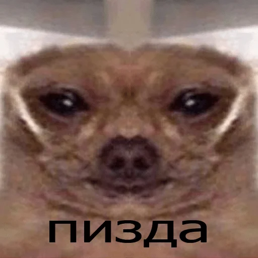 Sticker владоские — @stckrRobot - 4