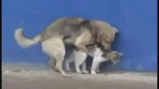 Стикер Sobaka666 — @stckrRobot - 10