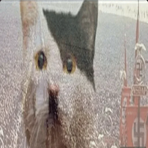 animal mammal domestic cat