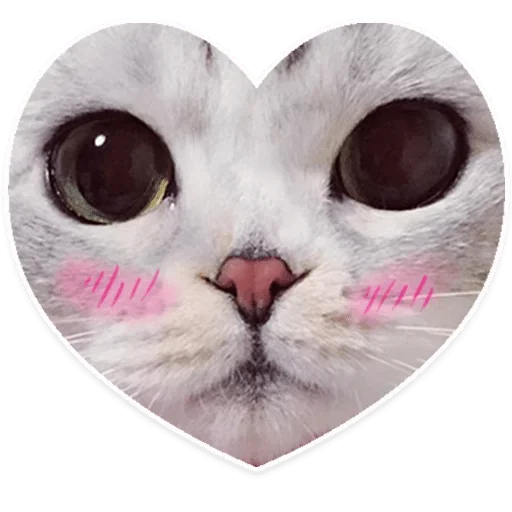 animal small to medium-sized cats felidae