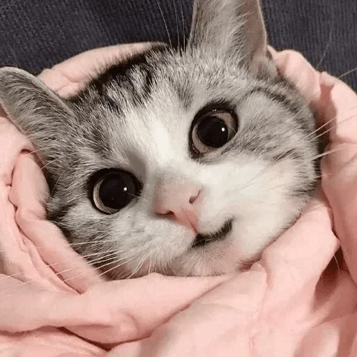 животное млекопитающее кошка