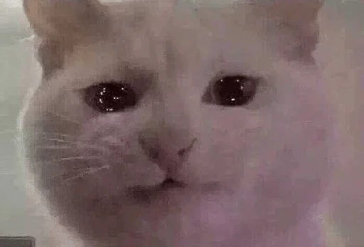 animal mammal small to medium-sized cats