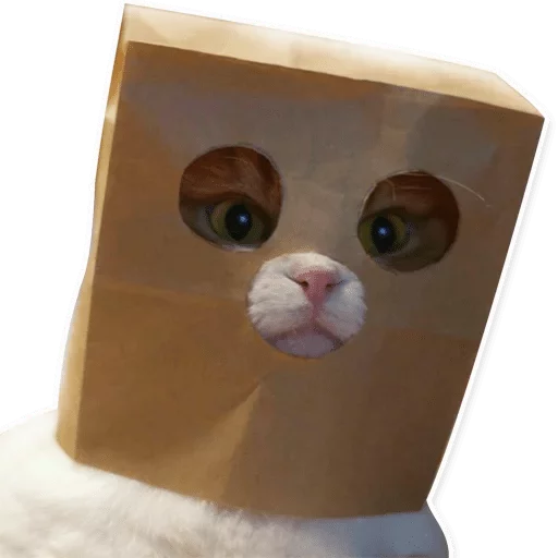 кошка животное игрушка