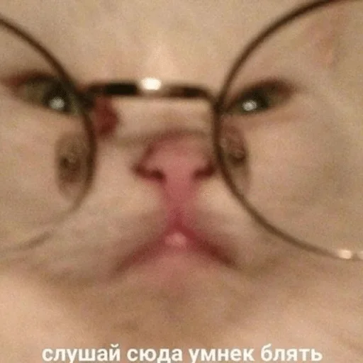 Стикер Зверьё — @stckrRobot - 8