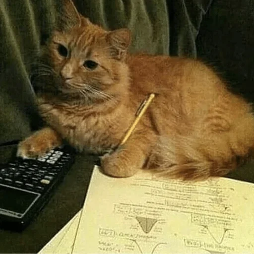 indoor small to medium-sized cats text