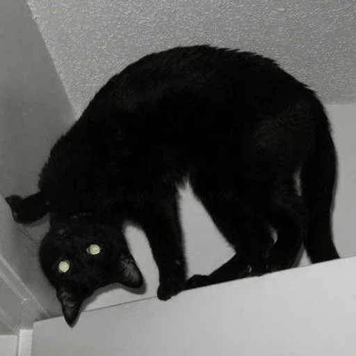 кошки малого и среднего размера чёрная кошка кошачьи