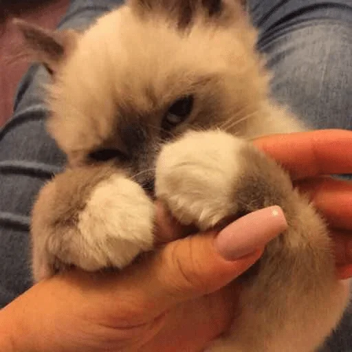 Человек мех комнатный