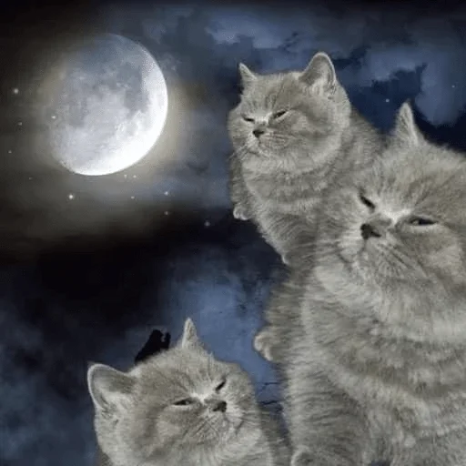 луна кошки малого и среднего размера кошка