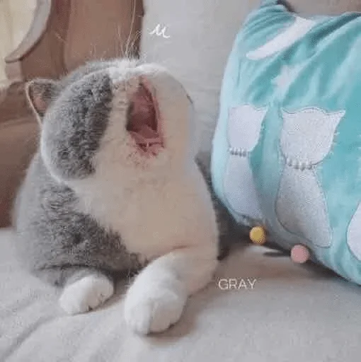 кошка комнатный млекопитающее