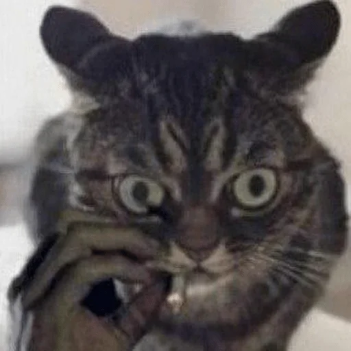 хуикеры — @stckrRobot - Человек