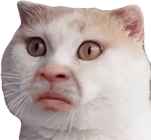 млекопитающее животное кошка