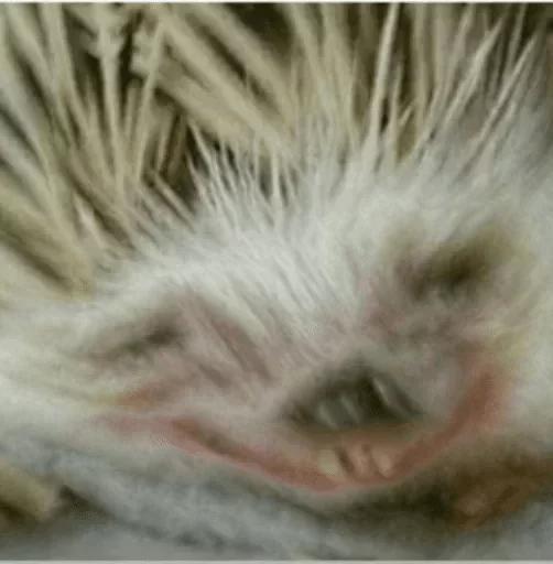 животное млекопитающее мех