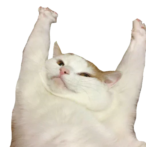 Твои стикеры — @stckrRobot - 