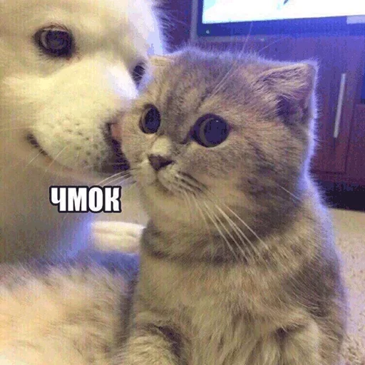 Стикер Твои стикеры — @stckrRobot - 5