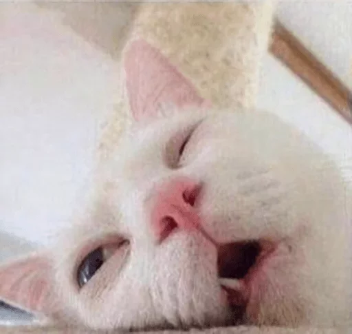 Стикер Твои стикеры — @stckrRobot - 2