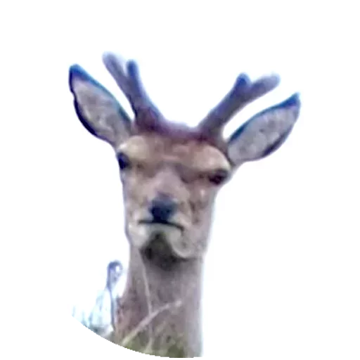 Стикер Твои стикеры — @stckrRobot - 0