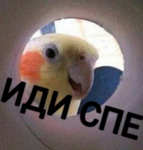 попугай животное птица