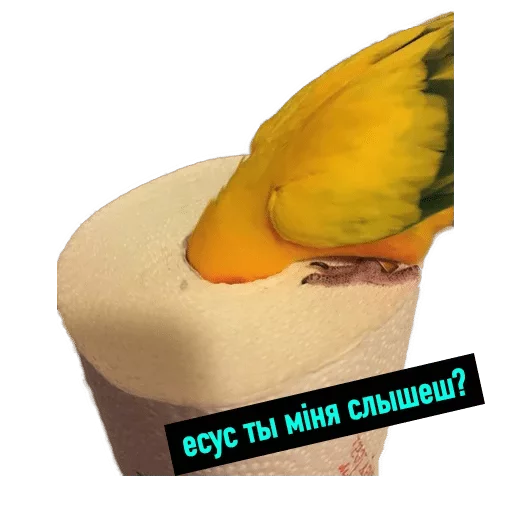 жёлтый птица