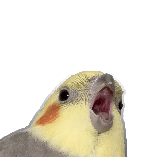 животное птица попугай