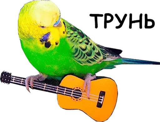 bird animal parakeet