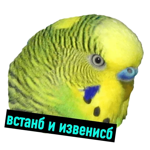 animal parrot bird