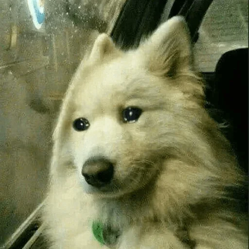 животное млекопитающее домашнее животное