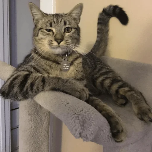 животное млекопитающее кошка