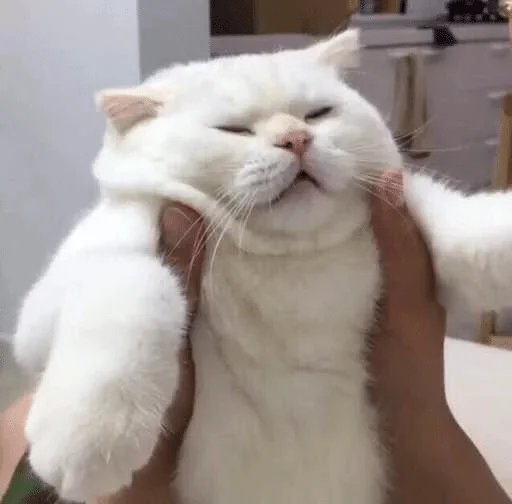 млекопитающее животное кошка