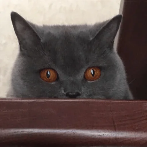 животное млекопитающее кошки малого и среднего размера