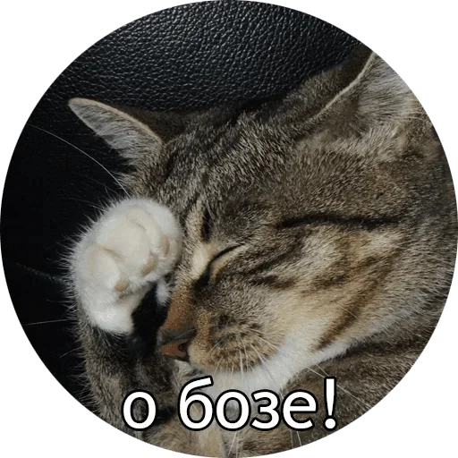 животное млекопитающее кошки малого и среднего размера