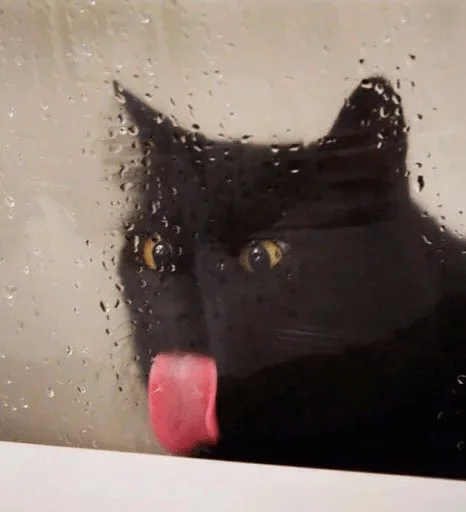 кошка чёрная кошка чёрный